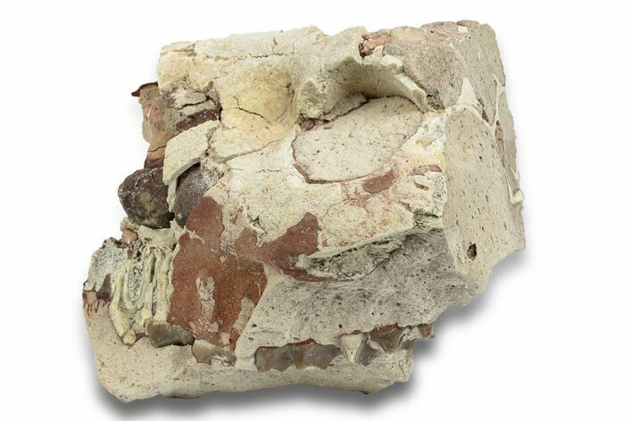 Fossil Oreodont (Merycoidodon) Skull Section - South Dakota #249283